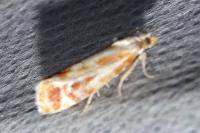 Rhyacionia buoliana