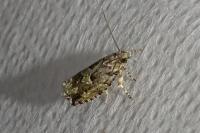 Zeiraphera isertana