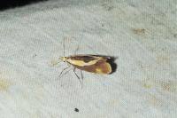 Harpella forficella