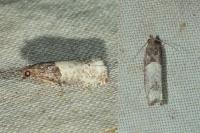 Notocelia roborana