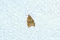 Epagoge grotiana