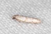 Symmocoides oxybiella