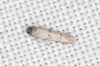 Symmocoides oxybiella