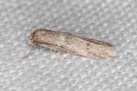 Blastobasis
