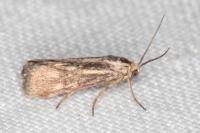Brachodes funebris