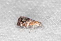 Tebenna micalis