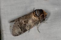 Cossus cossus