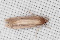 Limnaecia phragmitella
