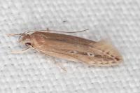 Limnaecia phragmitella