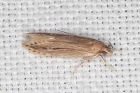 Limnaecia phragmitella