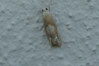 Eucosma conterminana