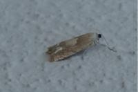 Eucosma conterminana