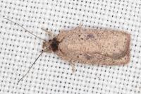 Agonopterix scopariella