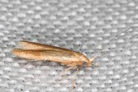 Coleophora