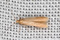 Coleophora