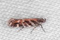 Aristotelia
