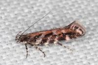 Aristotelia