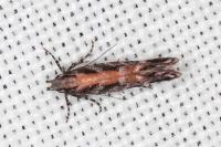 Aristotelia