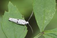 Yponomeuta plumbella