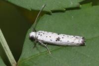Yponomeuta plumbella