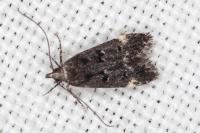 Dichomeris alacella