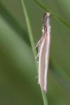 Pleurota aristella
