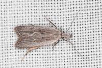 Dichomeris limbipunctella