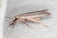 Dichomeris limbipunctella