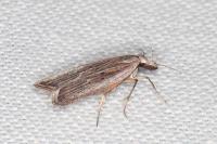 Dichomeris limbipunctella