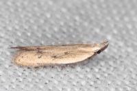 Mesophleps corsicella