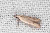 Mesophleps corsicella