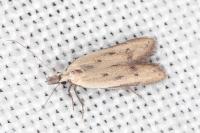 Mesophleps corsicella