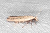 Nothris verbascella