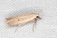 Nothris verbascella