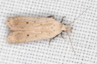 Nothris verbascella
