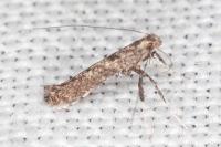Caloptilia cuculipennella