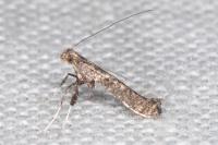 Caloptilia cuculipennella