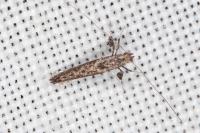 Caloptilia cuculipennella