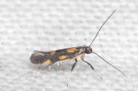 Euspilapteryx auroguttella