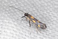 Euspilapteryx auroguttella