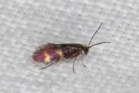 Micropterix aglaella