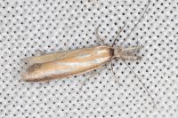 Pleurota honorella/tabelli