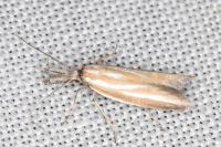 Pleurota honorella/tabelli