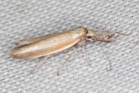 Pleurota honorella/tabelli