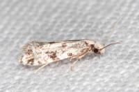 Nemapogon