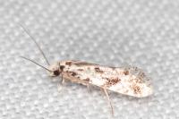 Nemapogon