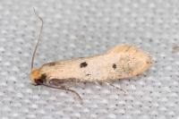 Tinea trinotella