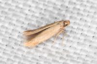 Tischeria