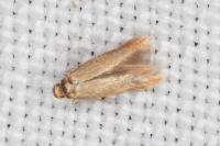 Tischeria