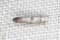 Paraswammerdamia albicapitella